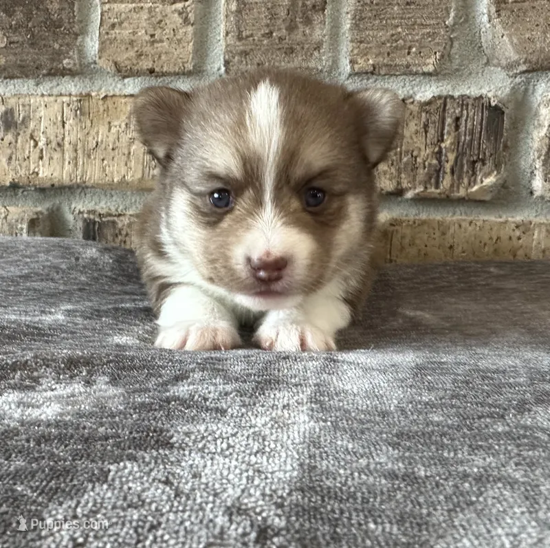 Pup Kira  – Pomeranian, Pomsky puppy for sale in Stringer, MS