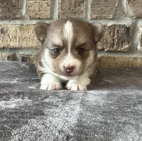 Pup Kira , a female Pomeranian and Pomsky for sale in Stringer, MS – 1 of 6