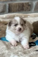 Ziggy, a female Pomeranian for sale in Stringer, MS – Photo 1 of 6