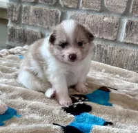 Ziggy, a female Pomeranian for sale in Stringer, MS – Photo 3 of 6