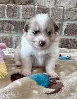 Ziggy, a female Pomeranian for sale in Stringer, MS – Photo 4 of 6