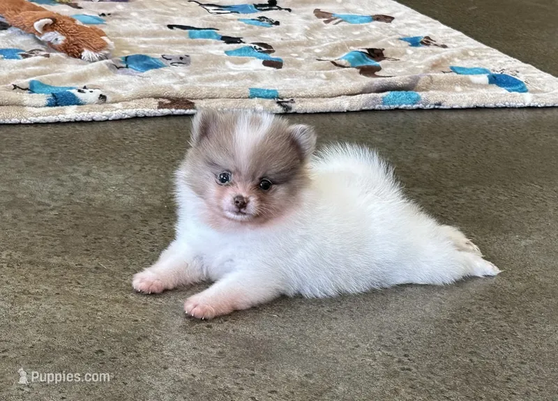 Ziggy  – Pomeranian puppy for sale in Stringer, MS