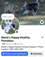 Nova , a female Pomsky for sale in Stringer, MS – 6 of 6