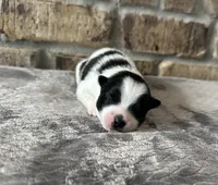 Zorro , a male Pomsky for sale in Stringer, MS – 2 of 5