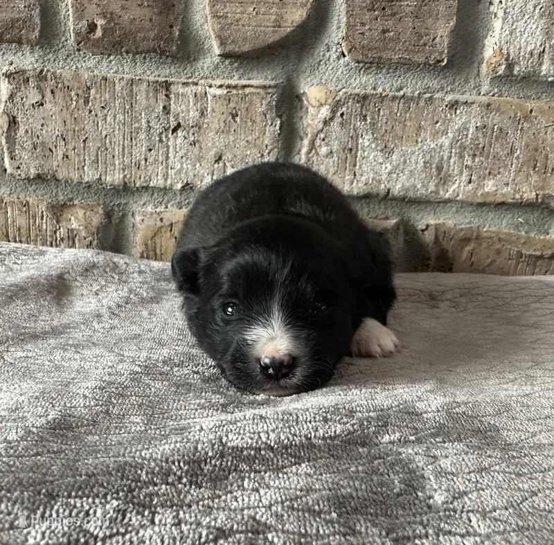 Nova  – Pomsky puppy for sale in Stringer, MS