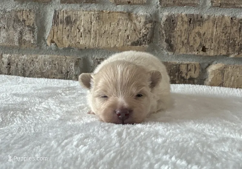 Frost  – Pomeranian puppy for sale in Stringer, MS