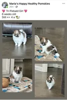 Zoe, a female Pomsky for sale in Stringer, MS – 6 of 8
