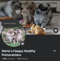 Maple , a female Pomeranian for sale in Stringer, MS – 5 of 5