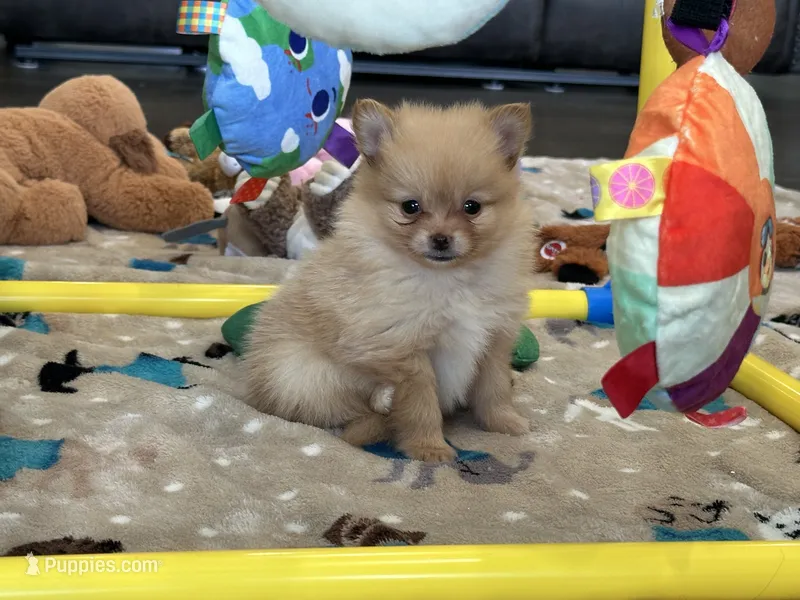 Molly  – Pomeranian puppy for sale in Stringer, MS