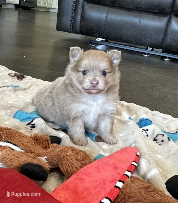 Lulu  – Pomeranian puppy for sale in Stringer, MS