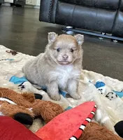 Lulu , a female Pomeranian for sale in Stringer, MS – 1 of 5