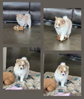 Pup Chloe , a female Pomeranian and Pomsky for sale in Stringer, MS – 2 of 3