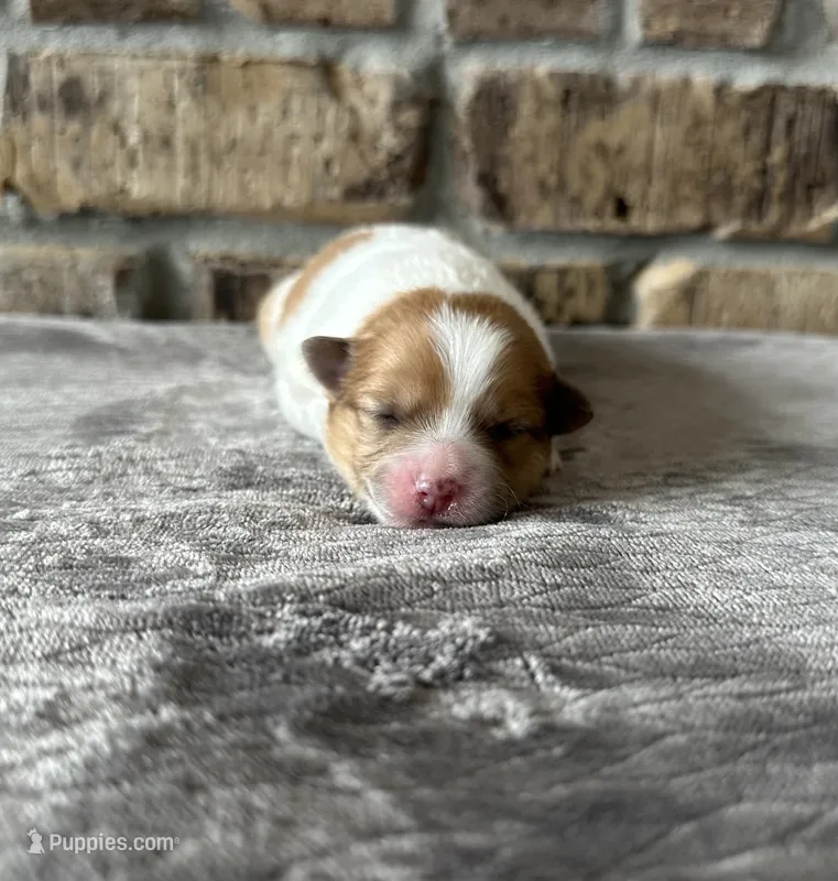 Chloe  – Pomsky puppy for sale in Stringer, MS