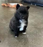 Dakota , a male Pomsky for sale in Stringer, MS – 3 of 8