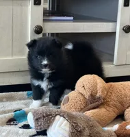 Puppy Nova , a female Siberian Husky and Pomeranian for sale in Stringer, MS – 4 of 8
