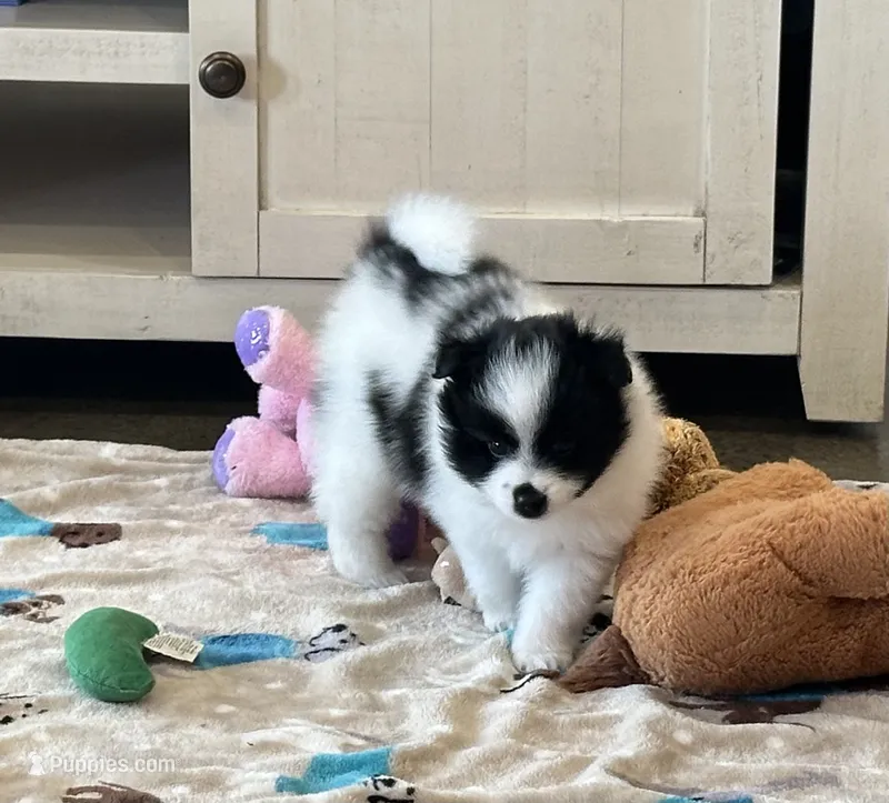 Zorro  – Pomsky puppy for sale in Stringer, MS