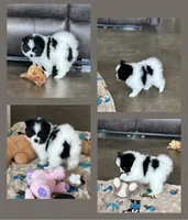 Pup Panda , a female Pomeranian and Pomsky for sale in Stringer, MS – 3 of 4