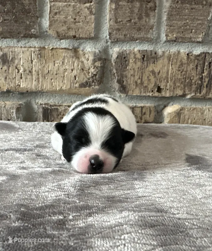 Zorro  – Pomsky puppy for sale in Stringer, MS
