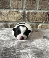 Zorro , a male Pomsky for sale in Stringer, MS – 1 of 5