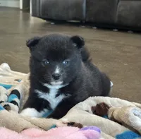 Puppy Zeus , a male Siberian Husky and Pomeranian for sale in Stringer, MS – 4 of 8
