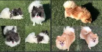 Shadow , a male Pomeranian for sale in Stringer, MS – 4 of 5