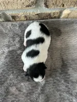 Zorro , a male Pomsky for sale in Stringer, MS – 3 of 5