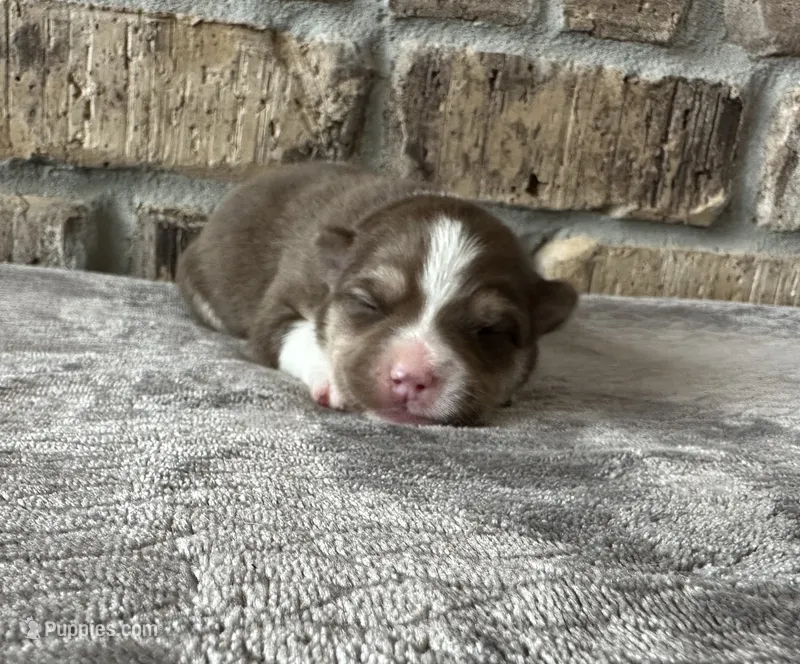 Kira  – Pomsky puppy for sale in Stringer, MS