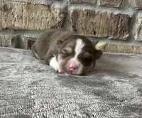 Kira , a female Pomsky for sale in Stringer, MS – 1 of 6