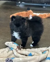 Puppy Dakota, a male Siberian Husky and Pomeranian for sale in Stringer, MS – 4 of 8