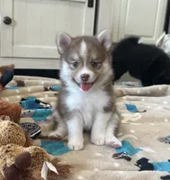 Puppy Kira , a female Siberian Husky and Pomeranian for sale in Stringer, MS – 4 of 9