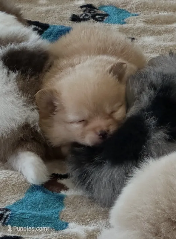 Molly  – Pomeranian puppy for sale in Stringer, MS