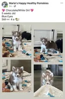 Puppy Kira , a female Siberian Husky and Pomeranian for sale in Stringer, MS – 9 of 9