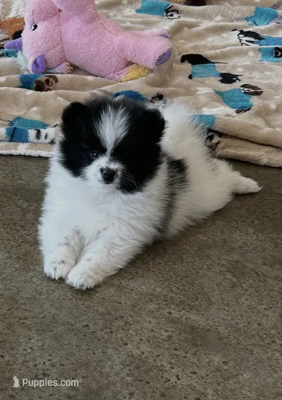Pup Panda  – Pomeranian, Pomsky puppy for sale in Stringer, MS