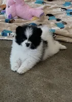 Pup Panda , a female Pomeranian and Pomsky for sale in Stringer, MS – 1 of 4