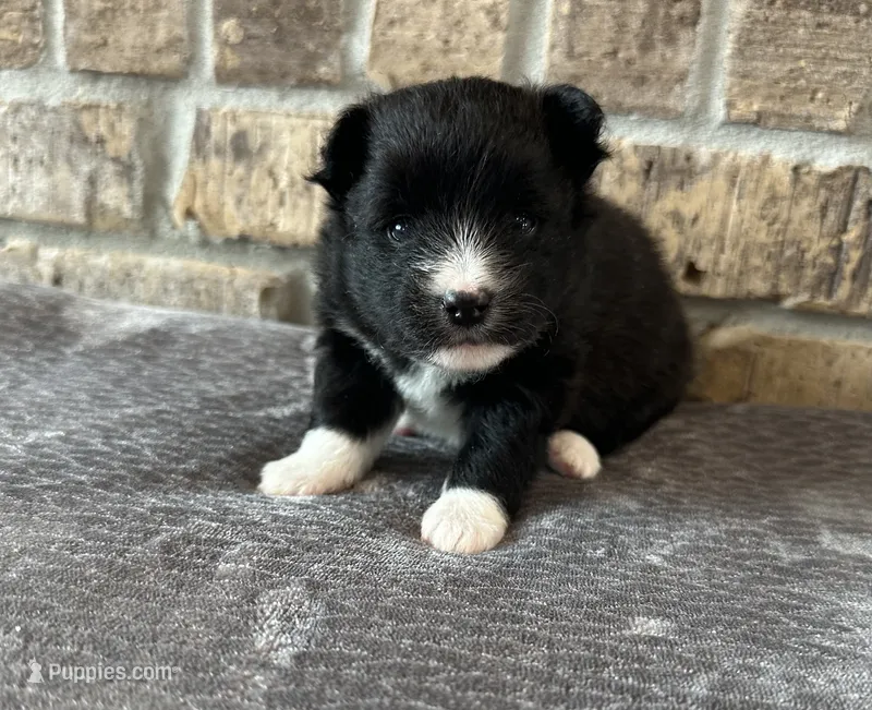 Pup Nova  – Pomeranian, Pomsky puppy for sale in Stringer, MS