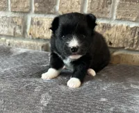 Pup Nova , a female Pomeranian and Pomsky for sale in Stringer, MS – 1 of 6