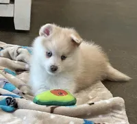 Blue, a male Pomsky for sale in Stringer, MS – Photo 3 of 4