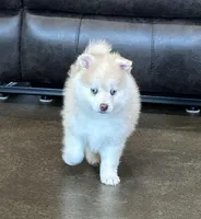 Blue, a male Pomsky for sale in Stringer, MS – Photo 1 of 4