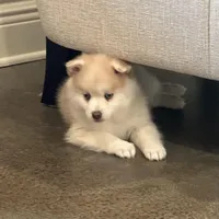 Blue, a male Pomsky for sale in Stringer, MS – Photo 2 of 4