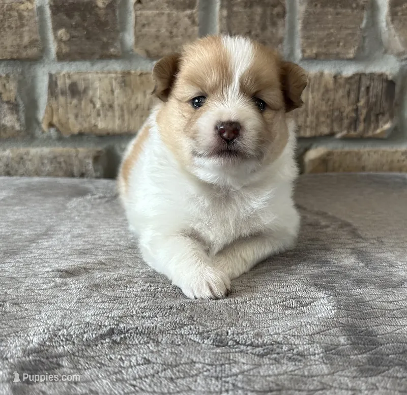 Chloe  – Pomsky puppy for sale in Stringer, MS