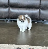Zoe, a female Pomsky for sale in Stringer, MS – 2 of 8