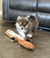 Puppy Koda , a male Siberian Husky and Pomeranian for sale in Stringer, MS – 2 of 8