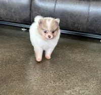 Ziggy , a male Pomeranian for sale in Stringer, MS – 4 of 9