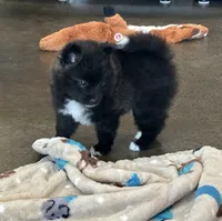 Puppy Dakota, a male Siberian Husky and Pomeranian for sale in Stringer, MS – 3 of 8