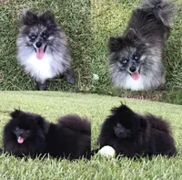 Molly , a female Pomeranian for sale in Stringer, MS – 5 of 6