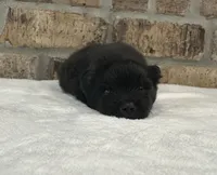 Shadow , a male Pomeranian for sale in Stringer, MS – 3 of 5