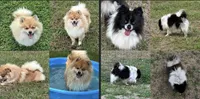 Chloe , a female Pomsky for sale in Stringer, MS – 4 of 5