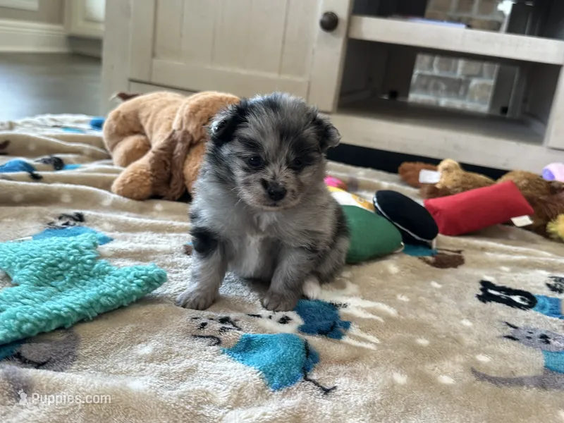 Nova  – Pomeranian puppy for sale in Stringer, MS