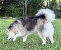 Pup Kira , a female Pomeranian and Pomsky for sale in Stringer, MS – 4 of 6
