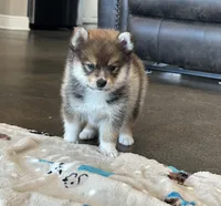 Puppy Koda , a male Siberian Husky and Pomeranian for sale in Stringer, MS – 4 of 8